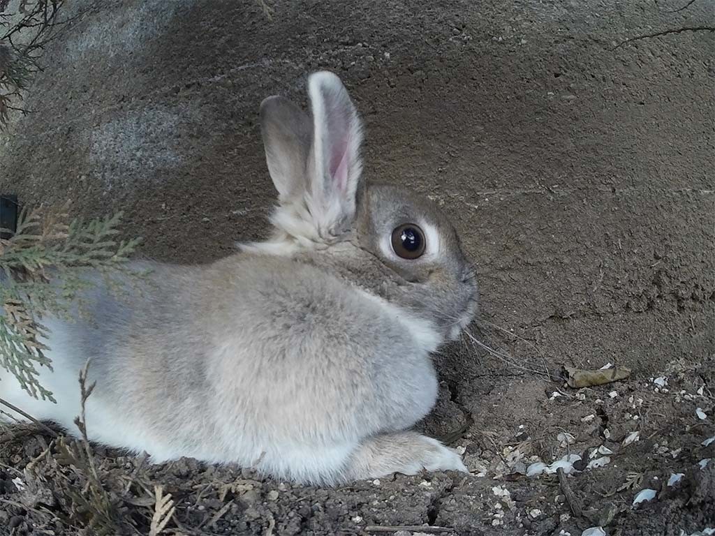 Rabbit sample image taken with SooCoo S60 camera