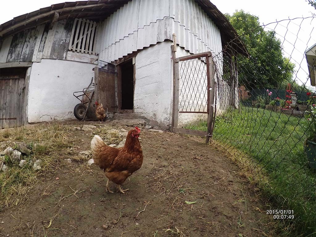 Blackview Hero 1 photo quality test barell roll chicken
