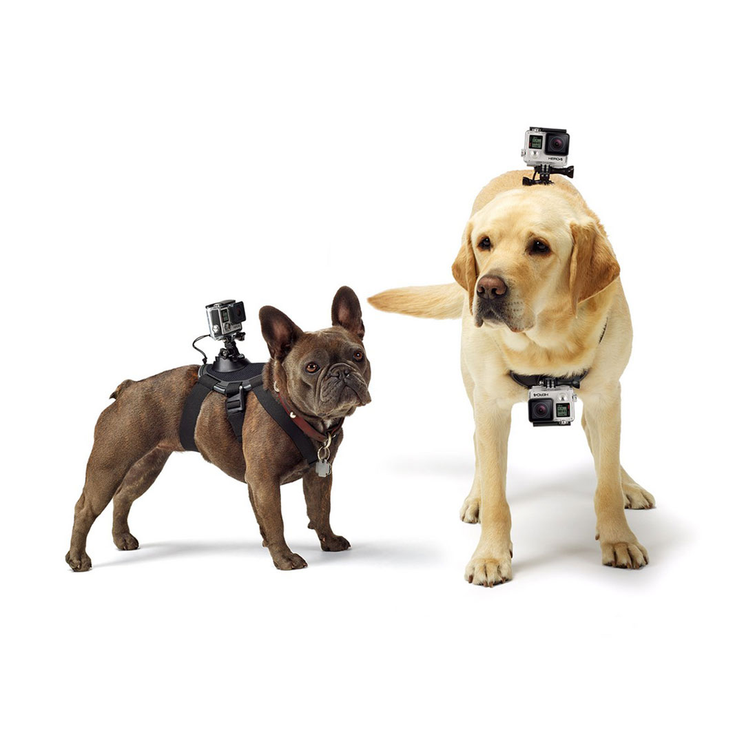 Dog chest strap for SJ4000 or GoPrO action cameras