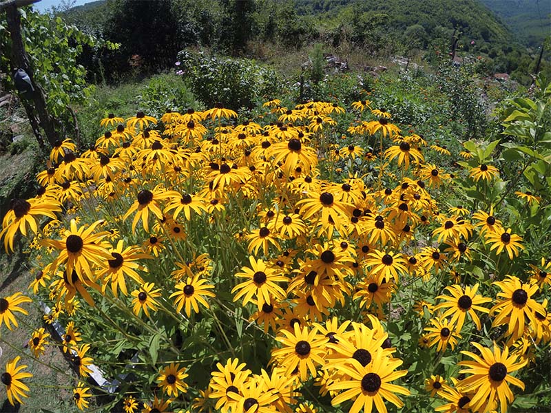 Yellow flowers - compressed image quality (taken in noon, bright sunlight)