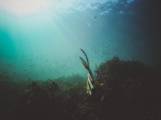 fishes underwater